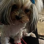 Lulu joined the competition — help win amazing prizes! dog, pet, bow, fluffy, leash, indoor, closeup, cute, small_dog, fur, animal, accessory, pink, blue, toy, domestic_animal, portrait, canine, companion, adorable