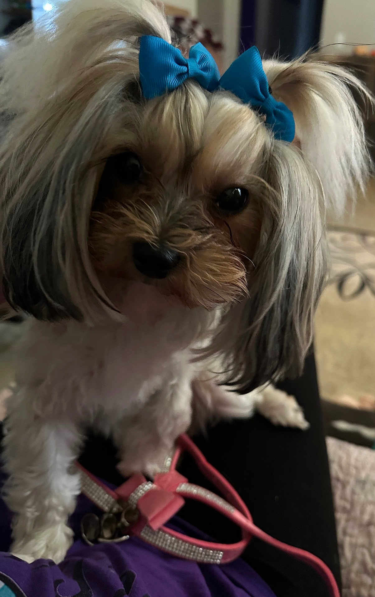 Lulu