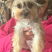 Lulu joined the competition — help win amazing prizes! dog, pet, person, holding, pink_hoodie, bows, ears, fluffy, cute, indoor, portrait, hands, face, animal, fur, small_dog, happy, cozy, casual, home