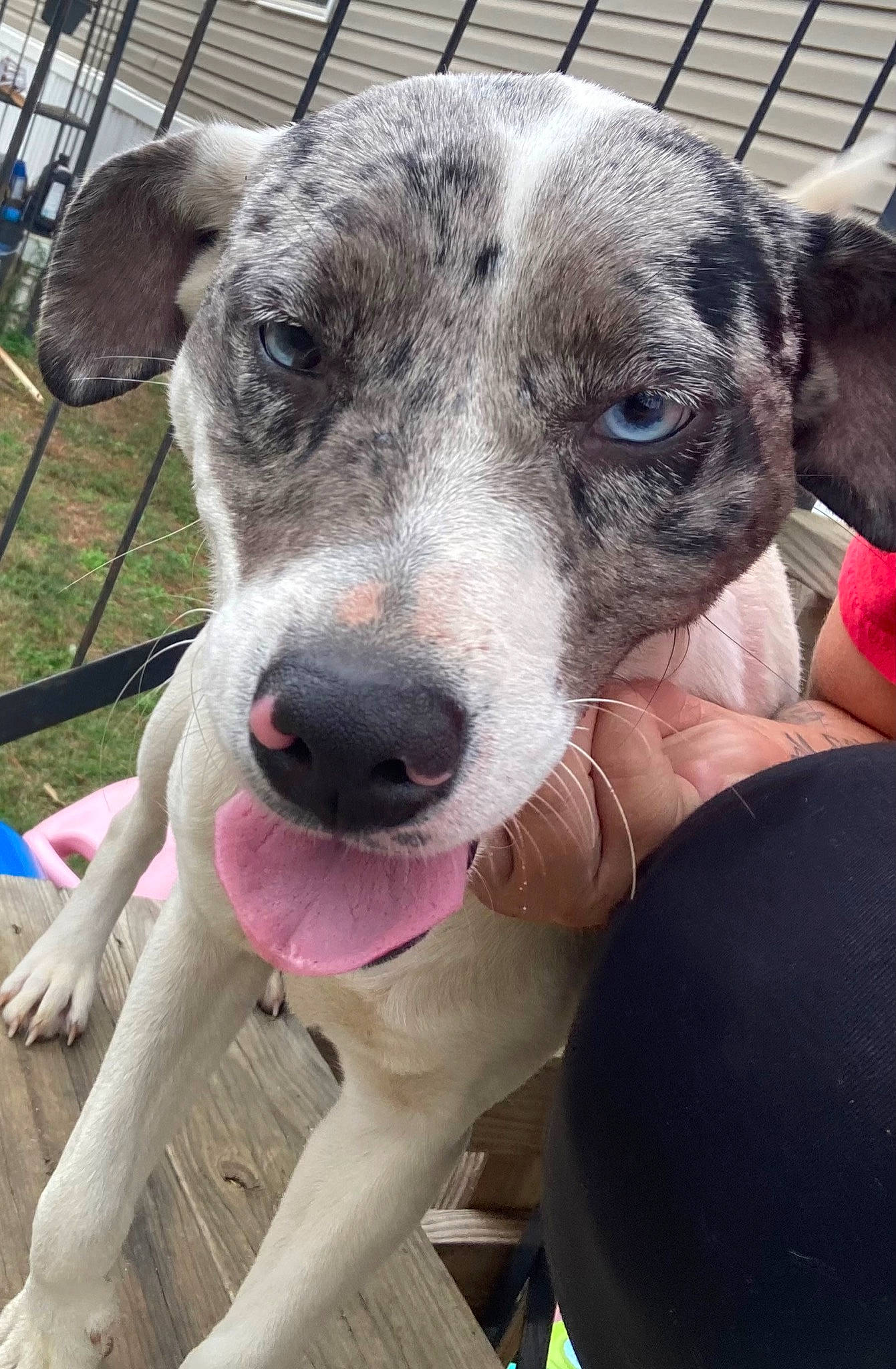 Nala is registered to the contest to win money with this photo: canidae, carnivore, collar, companion_dog, dog, dog_breed, fence, mesh, metal, non_sporting_group, snout, sporting_group, terrestrial_animal, whiskers, working_animal