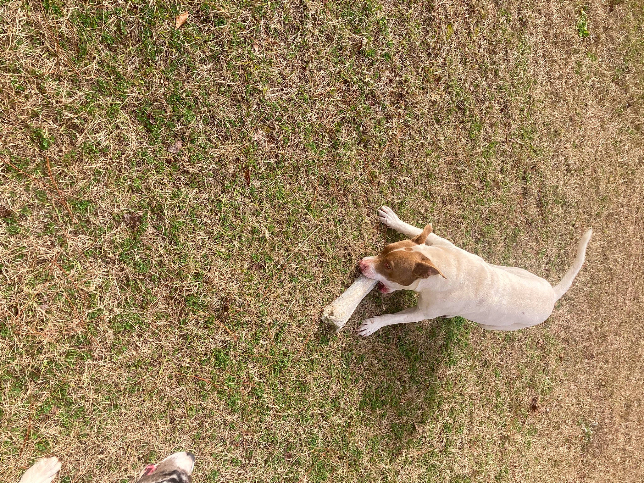 Mr. Beefy joined the competition — help win amazing prizes! canidae, carnivore, companion_dog, dog, dog_breed, fawn, grass, grass_family, grassland, groundcover, hunting_dog, non_sporting_group, pasture, people_in_nature, plant, soil, sporting_group, tail, terrestrial_animal, wildlife