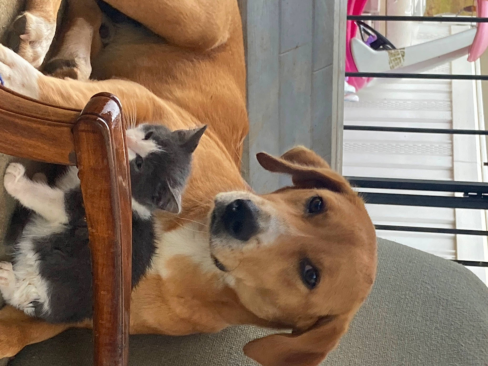 Hank joined the competition — help win amazing prizes! animal_shelter, carnivore, cat_supply, collar, comfort, companion_dog, dog, dog_breed, dog_supply, fawn, fur, hardwood, paw, pet_supply, snout, sporting_group, terrestrial_animal, whiskers, wood, working_animal