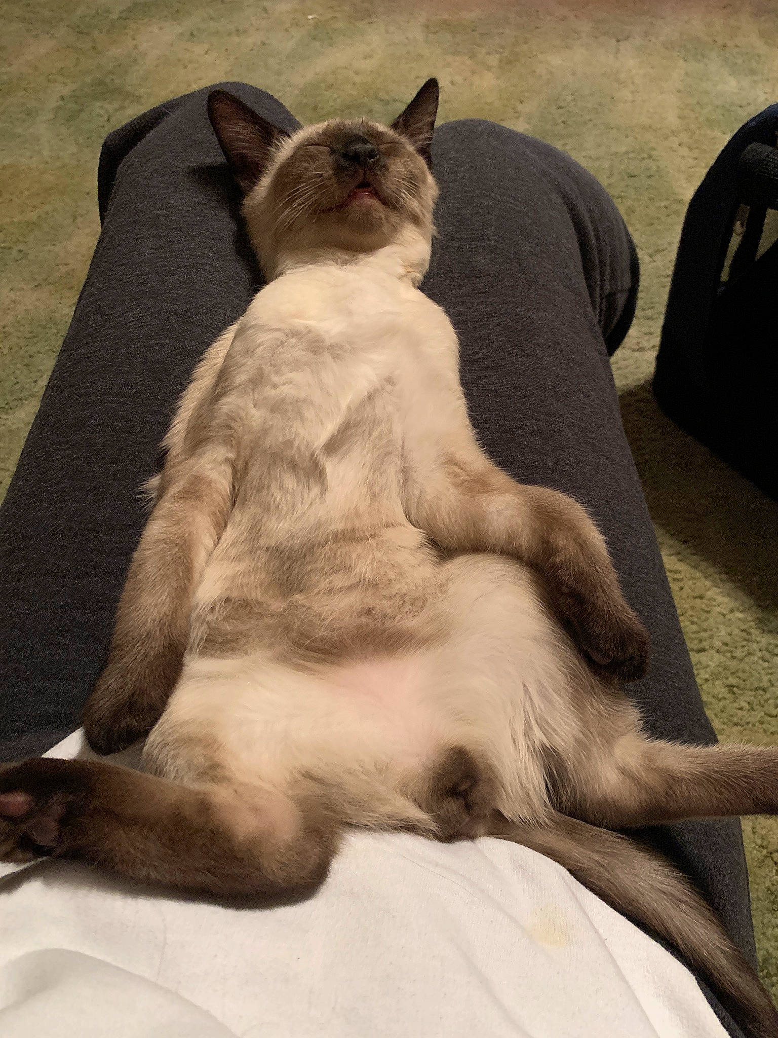 Dexter is registered to the contest to win money with this photo: carnivore, comfort, companion_dog, dog, dog_breed, fawn, felidae, grey, linens, mammal, paw, small_to_medium_sized_cats, snout, sporting_group, tail, terrestrial_animal, tints_and_shades, vertebrate, whiskers, working_animal