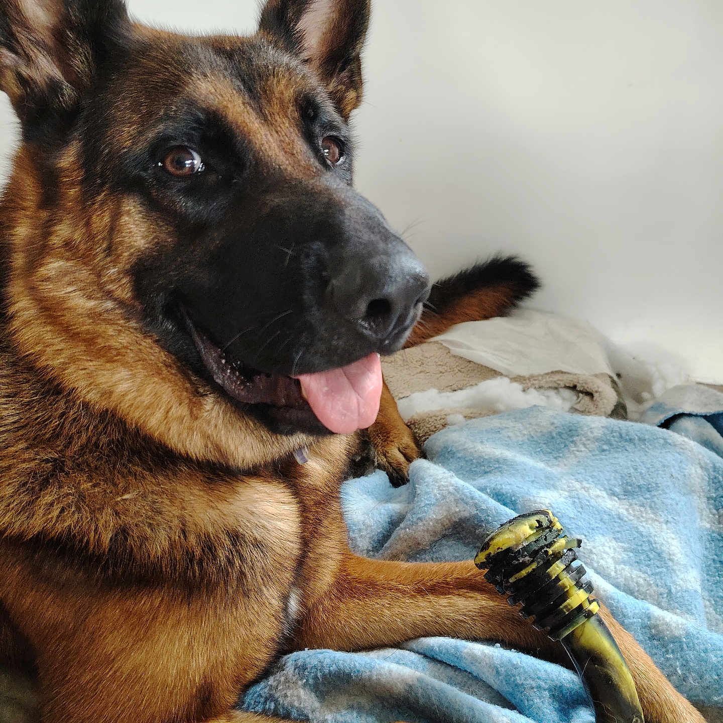 Django participe au concours pour gagner de l'argent avec cette photo : animal, blanket, bodypart, canine, dog, germanshepherd, mouth, person, pet, policedog, puppy, snout