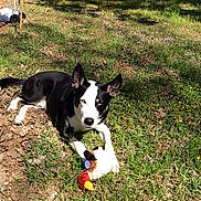 Midnight joined the competition — help win amazing prizes! dog, black_and_white, blue_eyes, grass, toy, stuffed_animal, outdoor, sunlight, pet, animal, nature, playful, relaxed, mammal, leaf_litter, summer, daylight, canine, garden, backyard