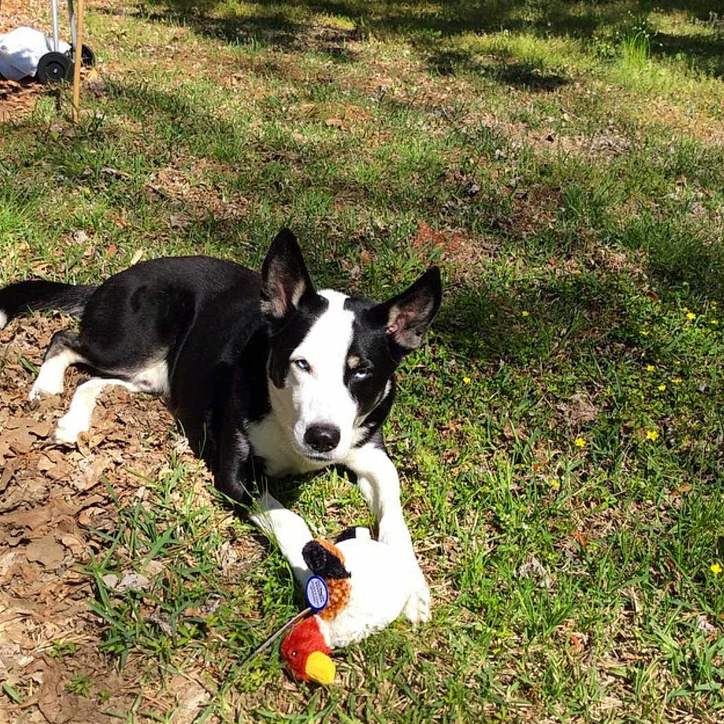 Midnight joined the competition — help win amazing prizes! animal, backyard, black_and_white, blue_eyes, canine, daylight, dog, garden, grass, leaf_litter, mammal, nature, outdoor, pet, playful, relaxed, stuffed_animal, summer, sunlight, toy