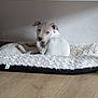 dog, white_dog, pet_bed, fluffy_bed, indoor, wooden_floor, curled_up, looking_back, animal, canine, resting, cute, domestic_animal, flooring, home_interior, relaxed, paw, ears, snout, fur