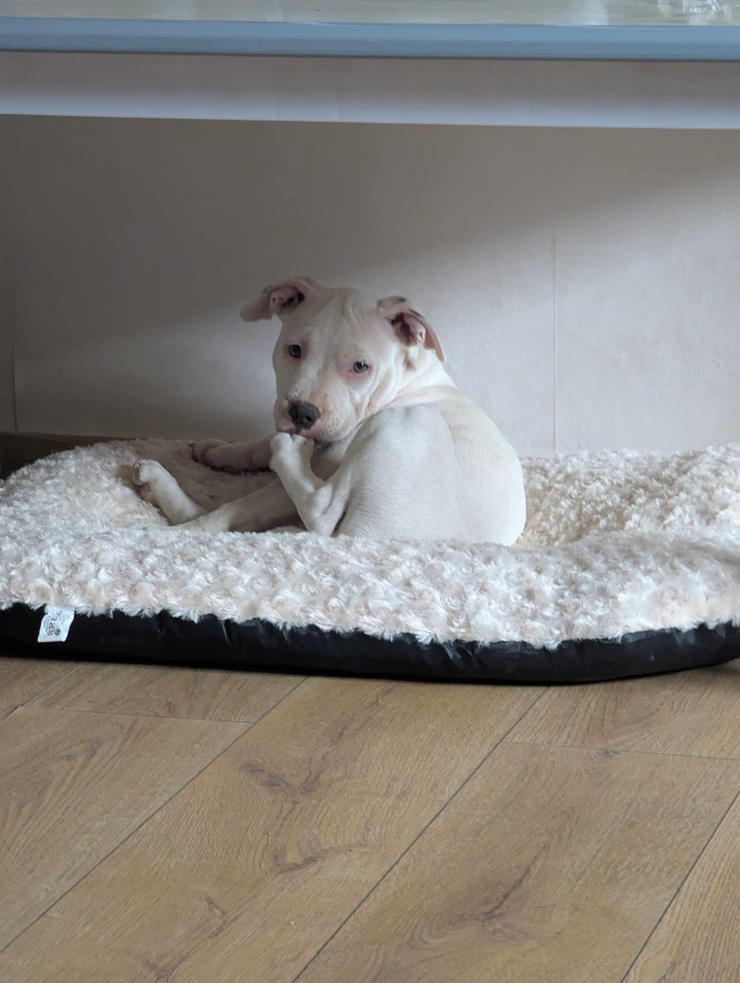 Alya a rejoint le concours — aidez-le/la à gagner de superbes lots ! dog, white_dog, pet_bed, fluffy_bed, indoor, wooden_floor, curled_up, looking_back, animal, canine, resting, cute, domestic_animal, flooring, home_interior, relaxed, paw, ears, snout, fur