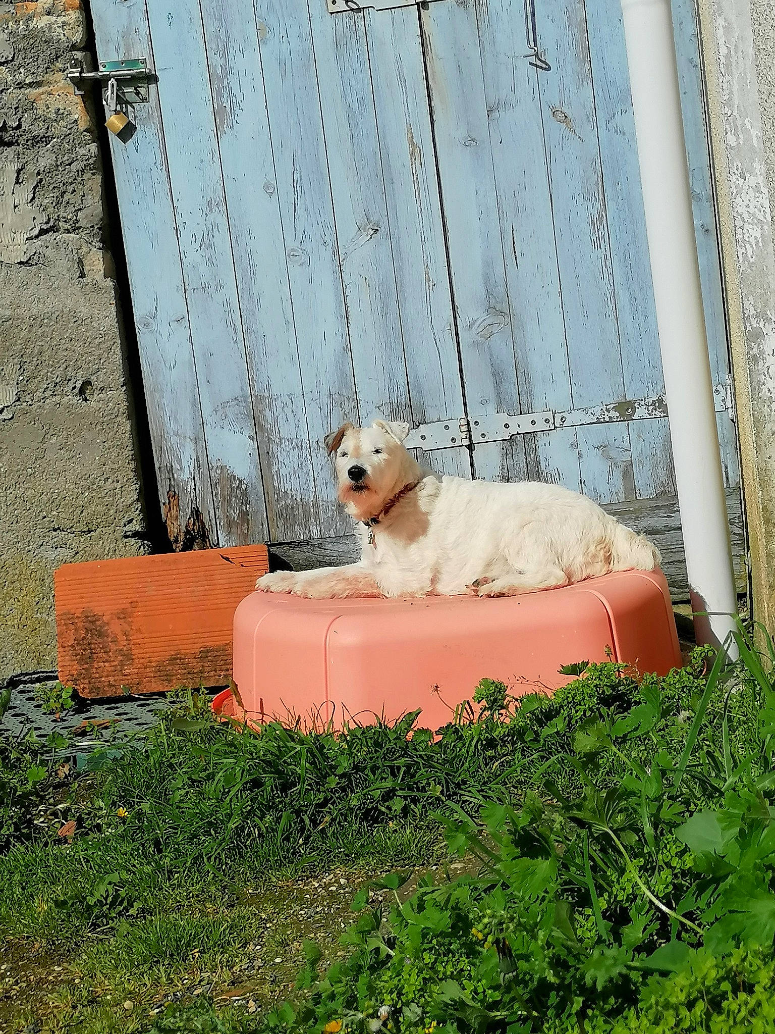 Enza participe au concours pour gagner de l'argent avec cette photo : canidae, carnivore, companion_dog, dog, dog_breed, fawn, felidae, garden, grass, landscape, plant, snout, sporting_group, tail, terrestrial_animal, tints_and_shades, tree, whiskers, wood, working_animal
