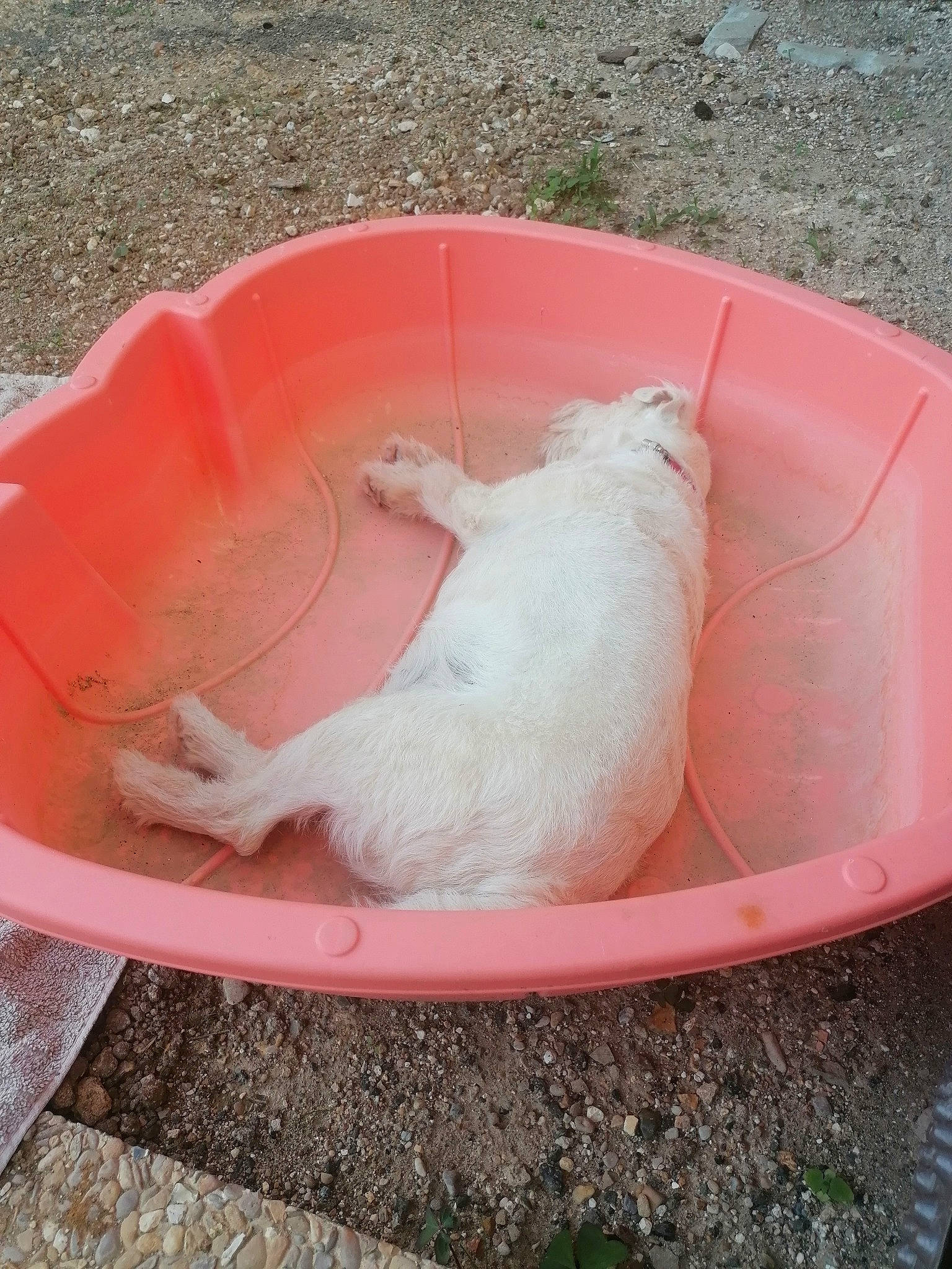 Enza a rejoint le concours — aidez-le/la à gagner de superbes lots ! bathing, fluid, foot, pet_supply, tail, water_bird