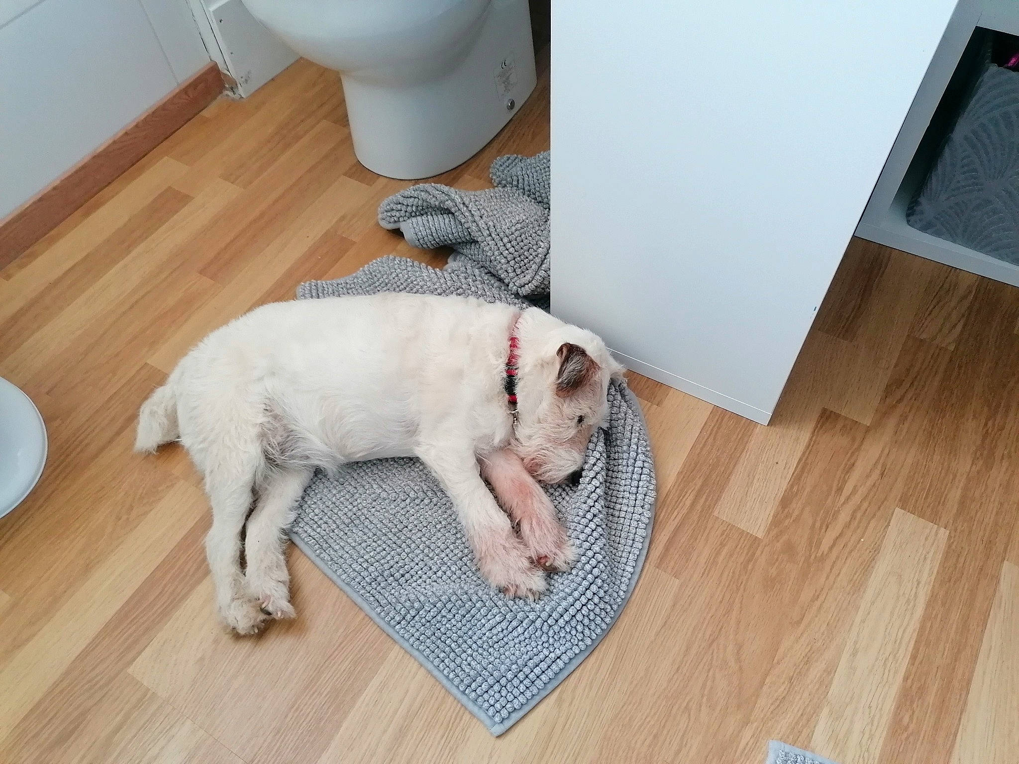 Enza participe au concours pour gagner de l'argent avec cette photo : carnivore, comfort, companion_dog, dog, dog_breed, dog_supply, fawn, floor, flooring, hardwood, laminate_flooring, pet_supply, snout, sporting_group, tail, white, wood, wood_flooring, wood_stain, working_animal