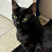 Shadow joined the competition — help win amazing prizes! animal, black_cat, black_rug, cat, close_up, curious, domestic_cat, door, feline, floor, fur, indoor, looking_up, pet, quiet, shadow, sitting, tile_floor, whiskers, yellow_eyes