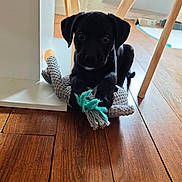 Audin participe au concours pour gagner de l'argent avec cette photo : animal, black_dog, cute, dog, floor, fur, furniture, home, indoor, legs, looking, pet, pet_toy, playful, puppy, rope_toy, sitting, toy, wooden_floor, young