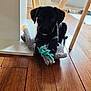 animal, black_dog, cute, dog, floor, fur, furniture, home, indoor, legs, looking, pet, pet_toy, playful, puppy, rope_toy, sitting, toy, wooden_floor, young