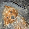 animal, blanket, camouflage, canine, companion, cozy, curious, cute, dog, fur, fur_texture, indoor, lying_down, mammal, pet, portrait, relaxed, small_dog, soft, yorkshire_terrier