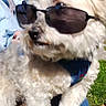 dog, small_dog, fluffy, white_fur, sunglasses, bandana, pet, animal, outdoor, sunlight, grass, tree, park, person, portrait, close_up, fashion, accessory, funny, celebrity_pose