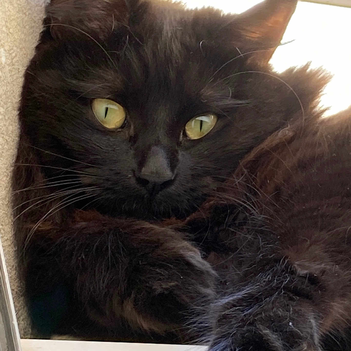 Mimy a rejoint le concours — aidez-le/la à gagner de superbes lots ! animal, black_cat, cat, closeup, curious, cute, domestic_cat, feline, fluffy, fur, household, indoor, paw, pet, portrait, relaxed, resting, whiskers, window, yellow_eyes