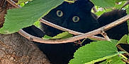 Mimy participe au concours pour gagner de l'argent avec cette photo : black_cat, tree, leaves, branch, nature, outdoor, animal, pet, fur, eyes, wildlife, greenery, wood, closeup, hiding, curious, mammal, daylight, forest, camouflage