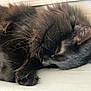 Mimy a rejoint le concours — aidez-le/la à gagner de superbes lots ! cat, black_cat, sleeping, fur, whiskers, close_up, pet, animal, cozy, resting, feline, cute, indoor, soft, peaceful, curled_up, paw, ear, muzzle, domestic_cat