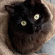 Mimy participe au concours pour gagner de l'argent avec cette photo : cat, black_cat, green_eyes, fluffy, pet, animal, cozy, blanket, texture, indoor, cute, fur, whiskers, looking_up, domestic_cat, feline, soft, resting, closeup, adorable