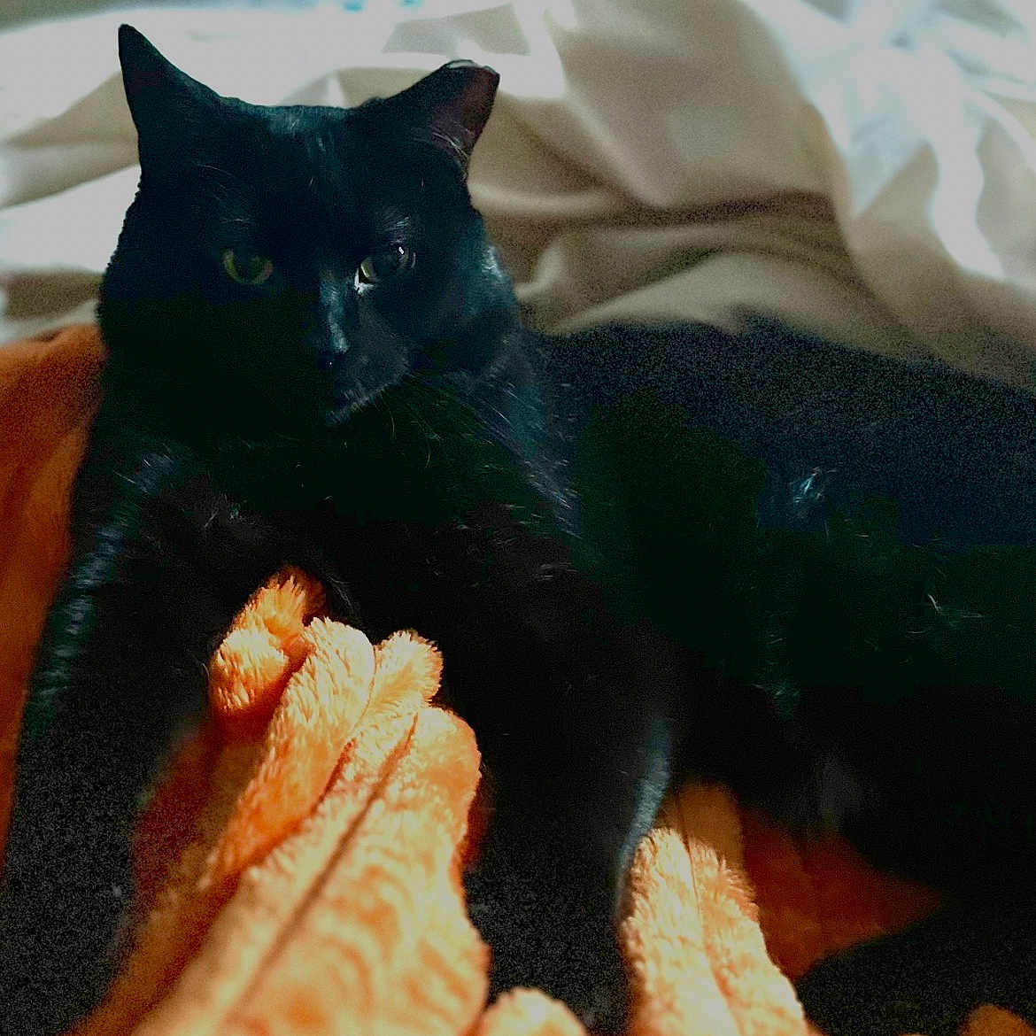 Jax is registered to the contest to win money with this photo: animal, bed, black_cat, blanket, cat, comfort, cozy, domestic_animal, eyes, feline, fur, indoor, orange_blanket, pet, relaxing, resting, shadow, silhouette, soft_texture, whiskers