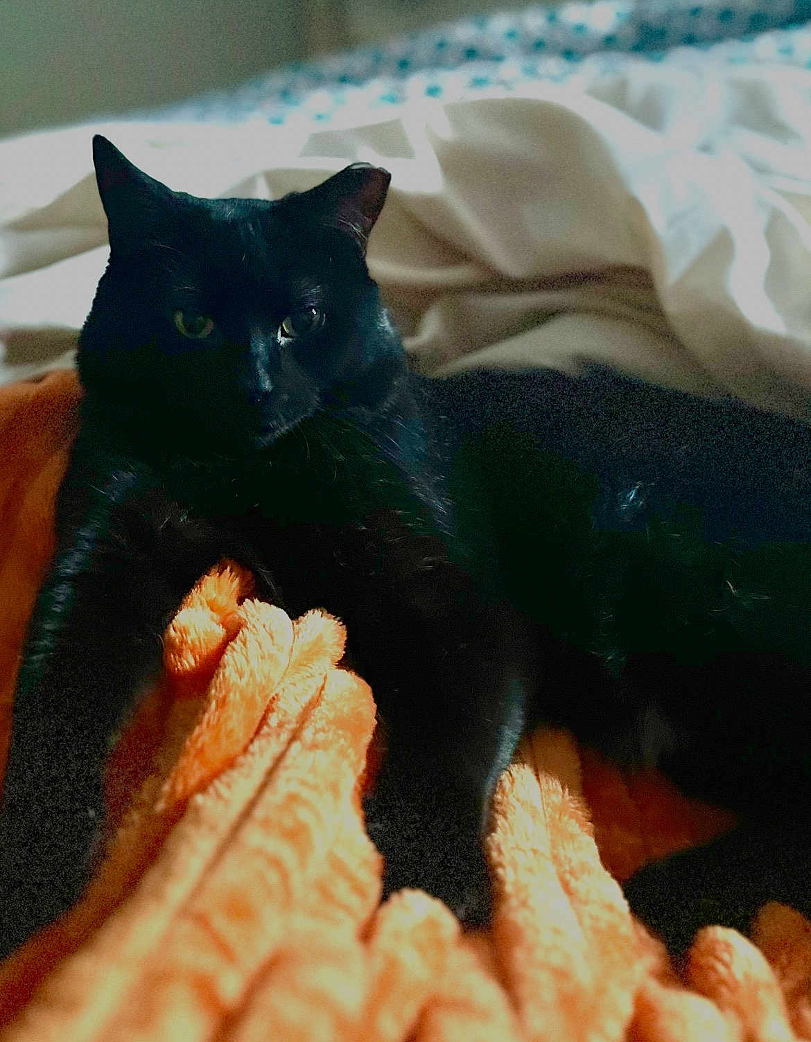 Jax is registered to the contest to win money with this photo: black_cat, cat, pet, animal, blanket, orange_blanket, bed, cozy, indoor, feline, fur, whiskers, relaxing, resting, shadow, silhouette, soft_texture, comfort, domestic_animal, eyes