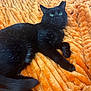 black_cat, cat, pet, feline, animal, orange_blanket, plush, texture, cozy, indoor, resting, fur, whiskers, green_eyes, paw, tail, relaxation, comfort, closeup, domestic_animal