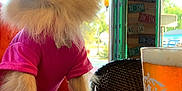 Sadie is registered to the contest to win money with this photo: animal, beer, beverage, casual, chair, coins, curious, daylight, decor, dog, furry, glass, indoor, license_plates, pet, pink_shirt, portrait, relaxed, table, window