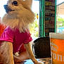 animal, beer, beverage, casual, chair, coins, curious, daylight, decor, dog, furry, glass, indoor, license_plates, pet, pink_shirt, portrait, relaxed, table, window