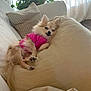 Sadie is registered to the contest to win money with this photo: animal, canine, couch, cozy, curtains, cute, dog, domestic, fluffy, furniture, indoor, living_room, natural_light, pet, pillow, pink_shirt, relaxed, resting, sleepy, small_dog