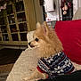 Sadie is registered to the contest to win money with this photo: blanket, cabinet, couch, cozy, cute, decor, dog, fur, furniture, holiday_decor, home, indoor, living_room, pet, pomeranian, red_pillow, side_view, small_dog, sweater, wooden_floor