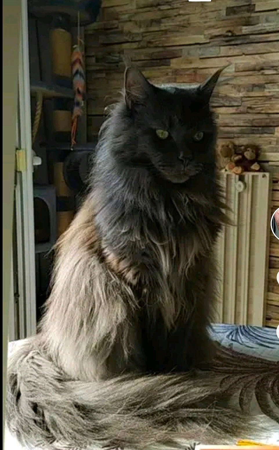 Bandit participe au concours pour gagner de l'argent avec cette photo : british_longhair, carnivore, cat, felidae, fur, grey, hardwood, serveware, small_to_medium_sized_cats, snout, tableware, tail, terrestrial_animal, whiskers, wood