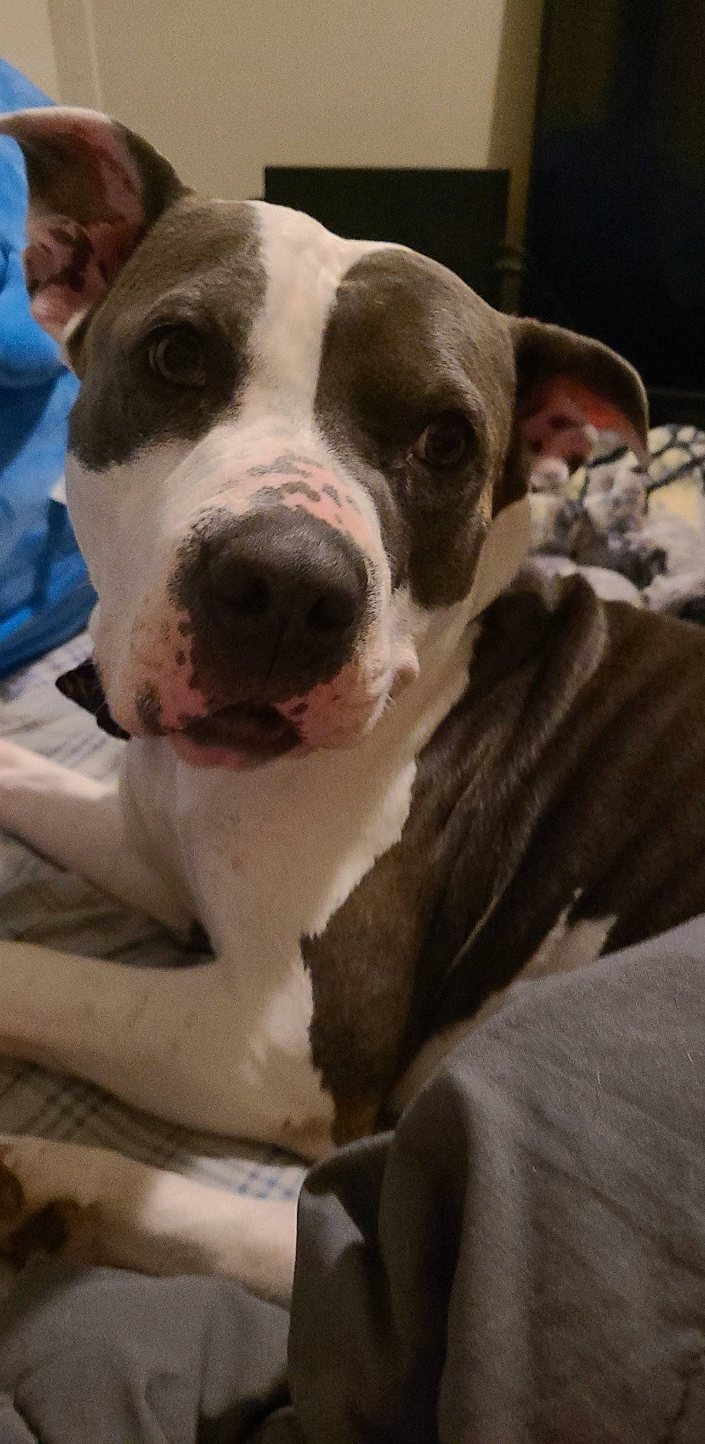 Charlee joined the competition — help win amazing prizes! carnivore, collar, comfort, companion_dog, dog, dog_breed, dog_collar, fang, fawn, fur, molosser, non_sporting_group, snout, sporting_group, terrestrial_animal, whiskers, working_animal, working_dog