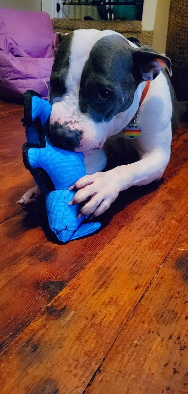 Charlee joined the competition — help win amazing prizes! boston_terrier, carnivore, comfort, companion_dog, dog, dog_breed, electric_blue, fawn, flooring, hardwood, laminate_flooring, paw, plank, puppy_love, snout, varnish, wood, wood_flooring, wood_stain, working_animal