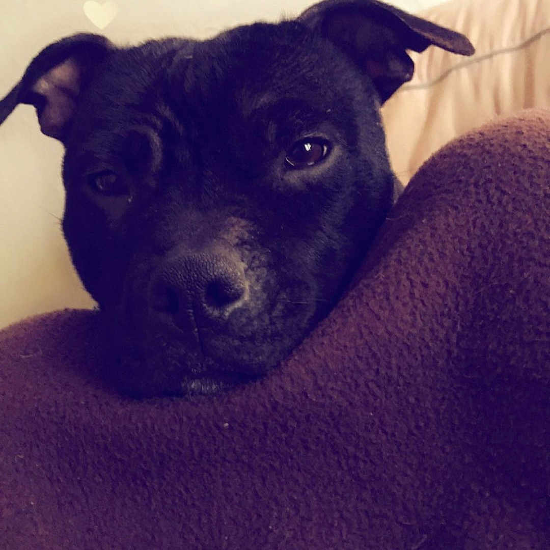 Gaïa participe au concours pour gagner de l'argent avec cette photo : animal, ball, blanket, boxer, bulldog, canine, cushion, dog, face, furniture, head, homedecor, person, pet, photography, portrait, puppy, sport, tennis, tennisball