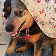 Trinity is registered to the contest to win money with this photo: dog, blanket, smiling, pet, indoor, floor, collar, tag, cute, animal, fur, resting, portrait, canine, comfort, playful, cozy, closeup, expression, happy