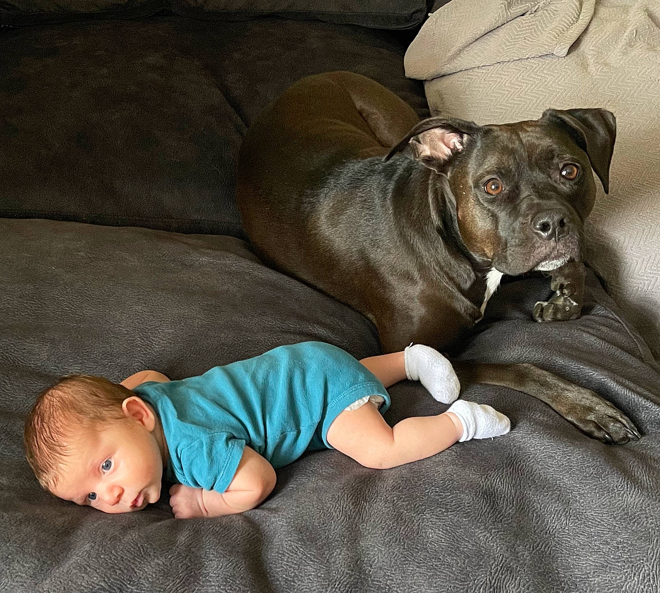Saint is registered to the contest to win money with this photo: baby, baby_toddler_clothing, carnivore, child, comfort, companion_dog, couch, dog, dog_breed, dog_supply, liver, molosser, nap, person, puppy_love, sitting, sleeve, toddler, toy_dog, working_animal