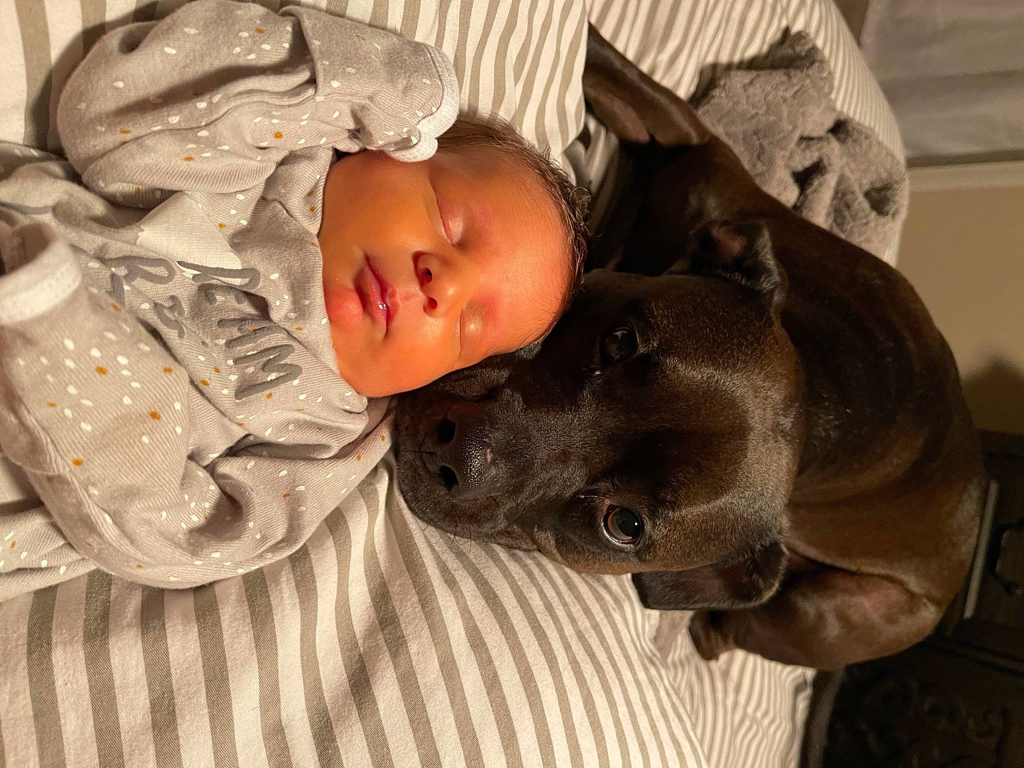 Saint is registered to the contest to win money with this photo: baby, baby_toddler_clothing, cap, carnivore, comfort, companion_dog, dog, dog_breed, fawn, fur, guard_dog, hat, head, linens, mammal, nap, person, pointing_breed, sleep, toddler