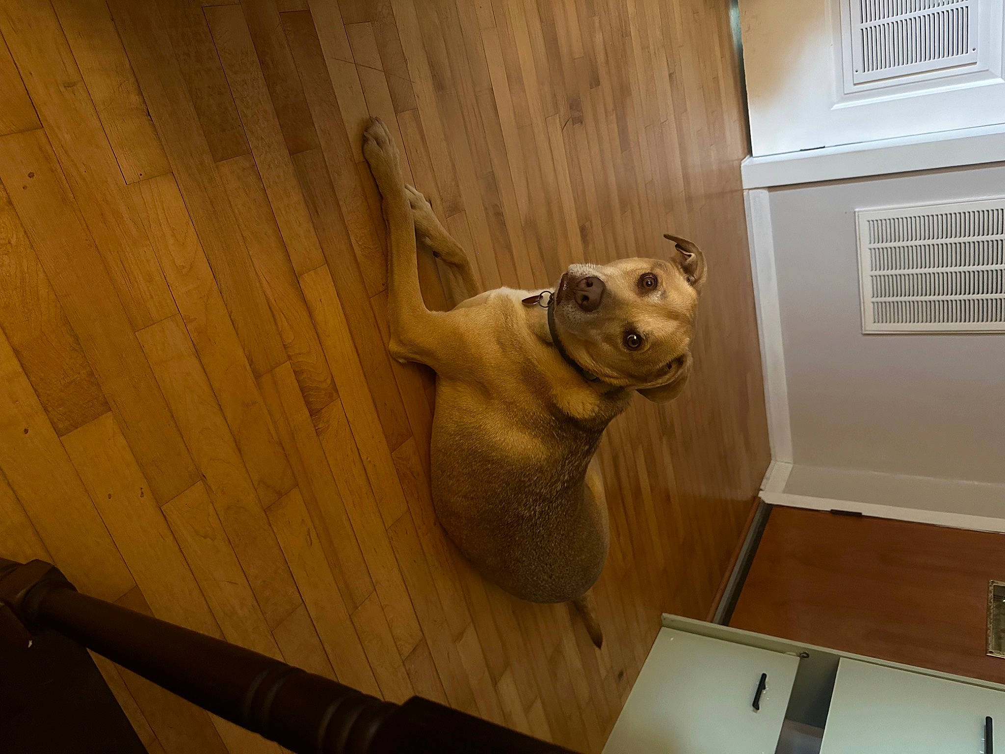 Cooper is registered to the contest to win money with this photo: art, building, carnivore, ceiling, elephant, fawn, felidae, floor, flooring, hardwood, house, plywood, sculpture, small_to_medium_sized_cats, snout, terrestrial_animal, toy, window, wood, working_animal