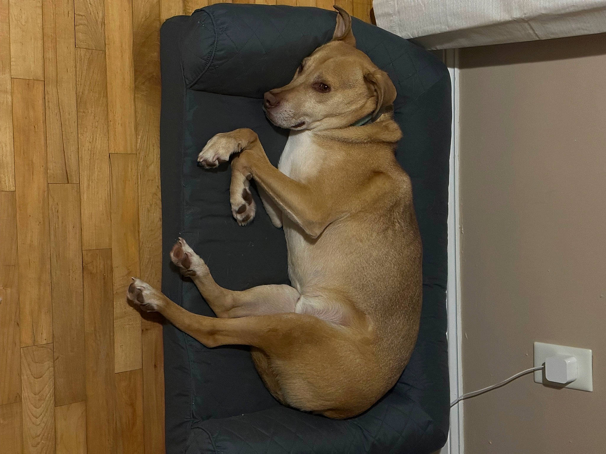 Cooper is registered to the contest to win money with this photo: canidae, carnivore, chair, comfort, companion_dog, dog, dog_breed, dog_supply, fawn, flooring, hardwood, paw, pet_supply, retriever, snout, sporting_group, tail, wall_plate, wood, working_animal