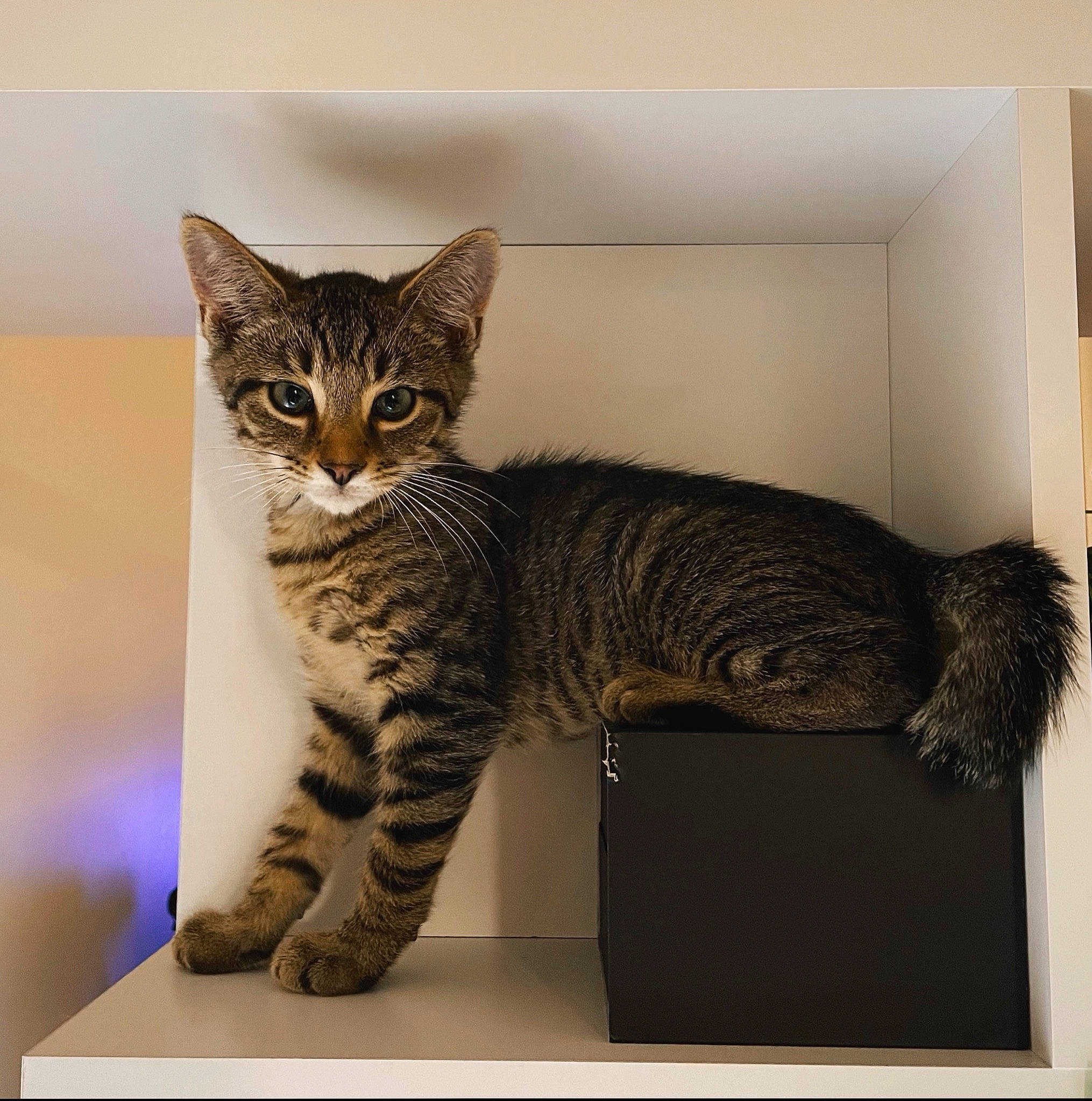 Bongo joined the competition — help win amazing prizes! carnivore, cat, cat_supply, domestic_short_haired_cat, felidae, fur, paw, pet_supply, rectangle, room, sitting, small_to_medium_sized_cats, snout, tail, terrestrial_animal, whiskers