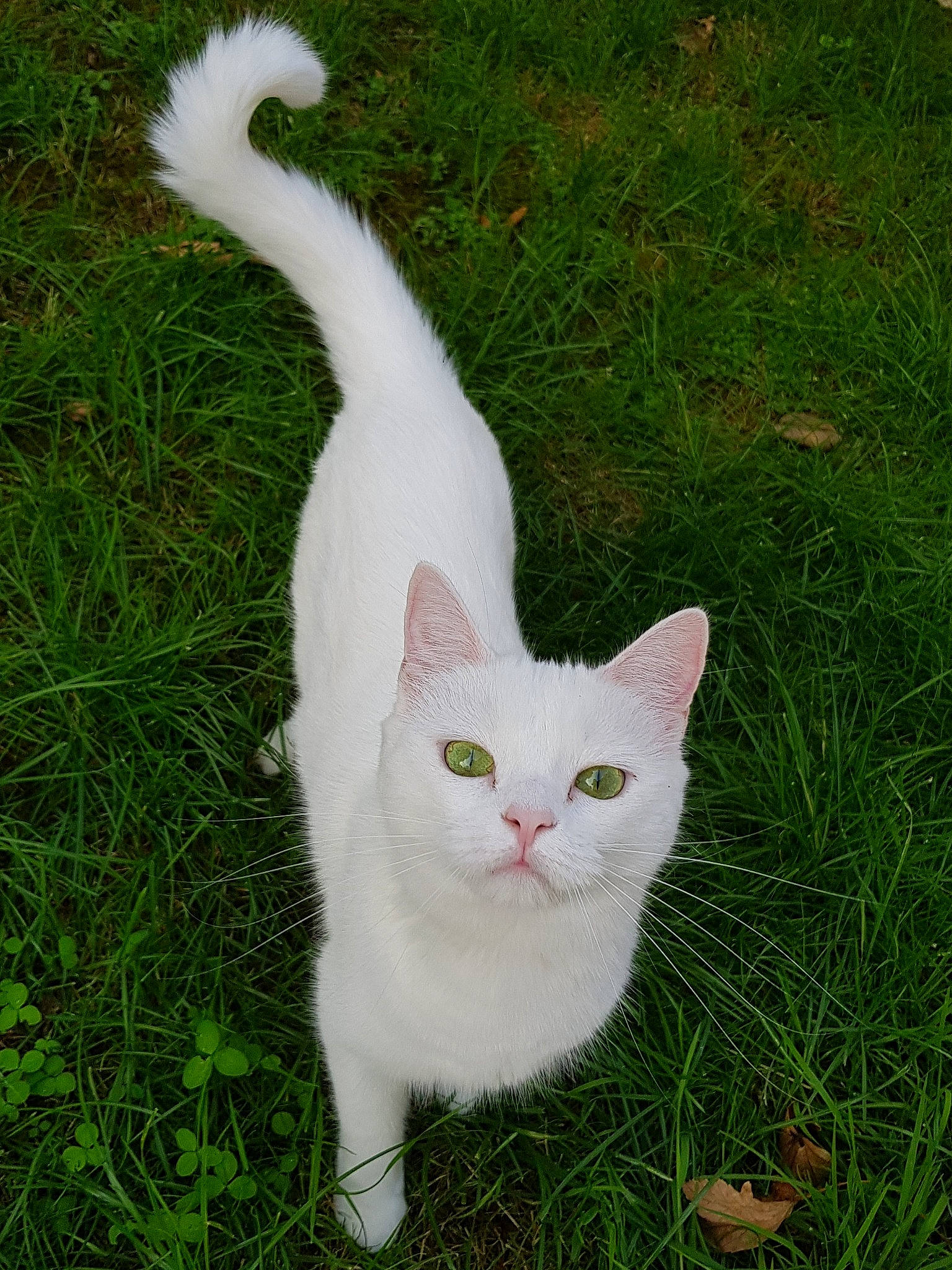 Melba participe au concours pour gagner de l'argent avec cette photo : art, carnivore, cat, domestic_short_haired_cat, felidae, fur, grass, groundcover, paw, plant, shrub, small_to_medium_sized_cats, snout, tail, terrestrial_animal, whiskers