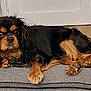 dog, cavalier_king_charles_spaniel, pet, indoor, cushion, black_fur, tan_fur, lying_down, floor, door, wooden_chair, animal, canine, fur, cute, resting, household, companion, domestic_animal, relaxed