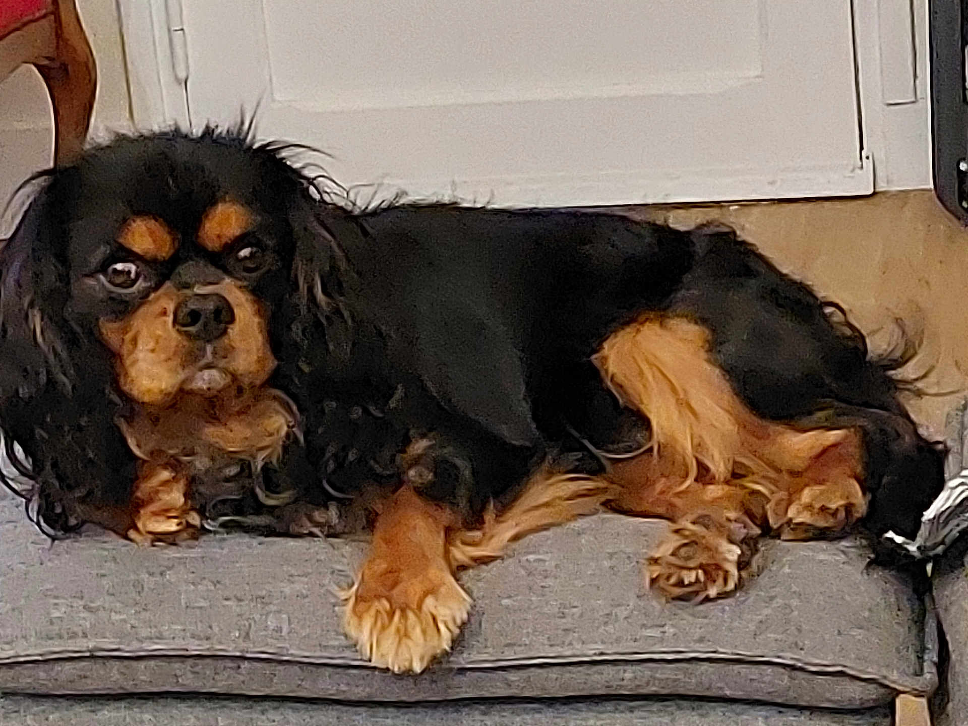 Vaillant participe au concours pour gagner de l'argent avec cette photo : dog, cavalier_king_charles_spaniel, pet, indoor, cushion, black_fur, tan_fur, lying_down, floor, door, wooden_chair, animal, canine, fur, cute, resting, household, companion, domestic_animal, relaxed