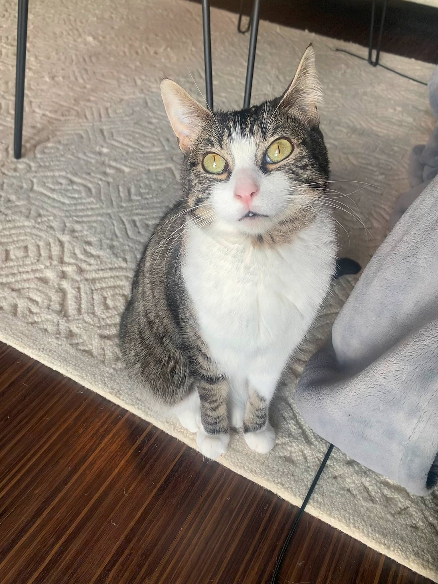 Bell is registered to the contest to win money with this photo: carnivore, cat, domestic_short_haired_cat, door, felidae, floor, flooring, fur, grey, hardwood, paw, plank, small_to_medium_sized_cats, snout, tail, whiskers, window, wood, wood_flooring, wood_stain