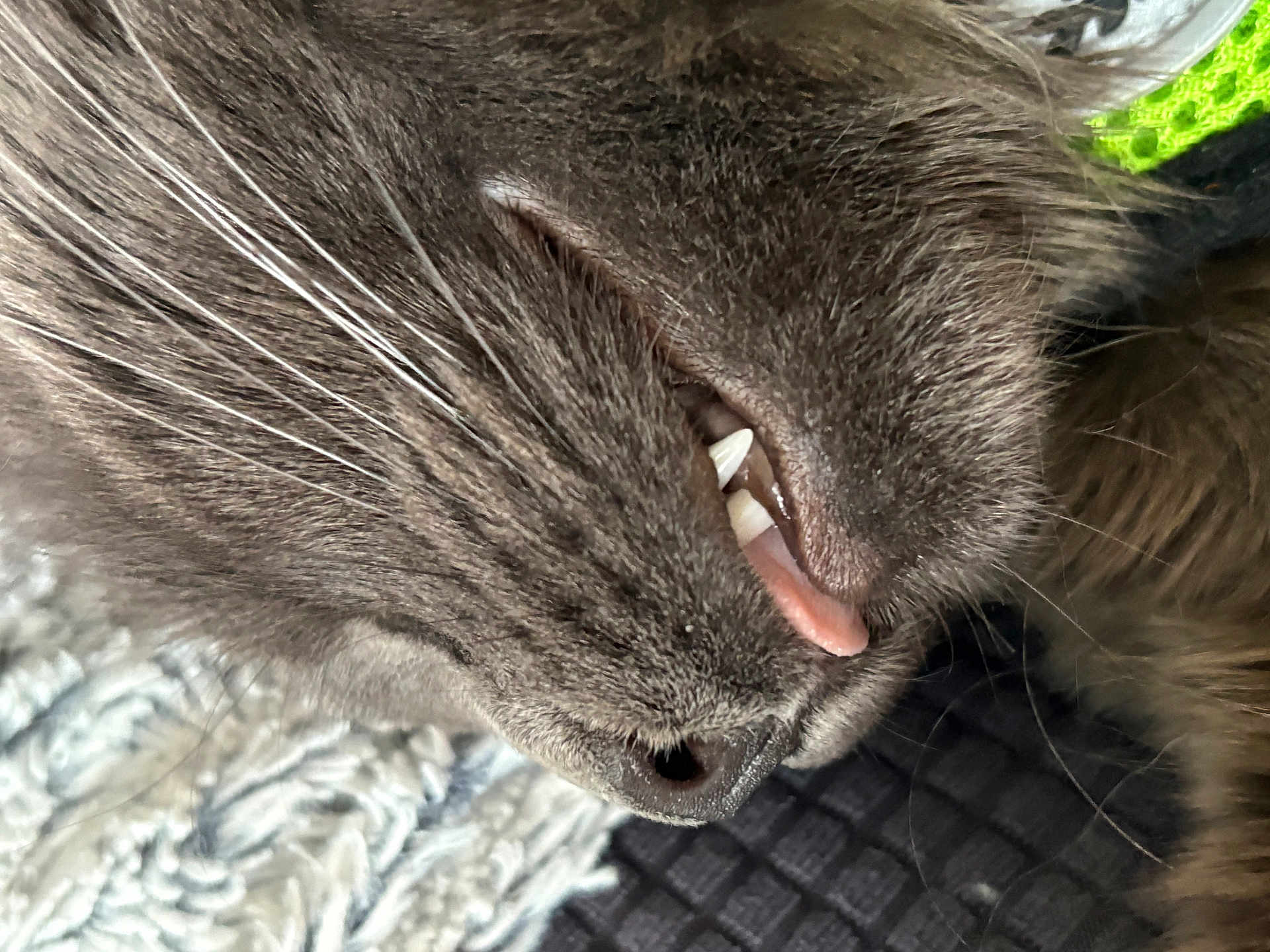 Zen a rejoint le concours — aidez-le/la à gagner de superbes lots ! cat, close_up, grey_fur, whiskers, teeth, tongue, nose, sleeping, resting, pet, feline, animal, fur, texture, indoor, cozy, soft, relaxed, mouth, side_view