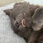 Zen participe au concours pour gagner de l'argent avec cette photo : cat, gray_cat, sleeping, teeth, tongue, feline, pet, close_up, whiskers, fur, cute, relaxed, indoor, cozy, blanket, paw, nose, animal, mammal, resting
