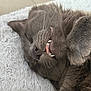 cat, gray_cat, sleeping, teeth, tongue, feline, pet, close_up, whiskers, fur, cute, relaxed, indoor, cozy, blanket, paw, nose, animal, mammal, resting