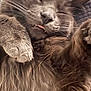 Zen participe au concours pour gagner de l'argent avec cette photo : cat, fluffy, sleeping, tongue_out, paws, close_up, fur, whiskers, relaxed, cozy, cute, pet, animal, indoor, resting, face, feline, soft, sleep, cute_face