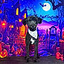 dog, black_dog, bandana, halloween, jack_o_lantern, pumpkin, moon, bat, haunted_house, graveyard, spooky, night, costume, pet, portrait, animal, cute, decoration, background, festival